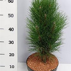 Pinus nigra 'Green Tower'