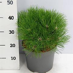 Pinus nigra 'Marie Bregeon' 