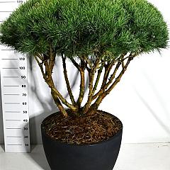Pinus sylvestris 'Watereri'