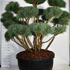 Pinus sylvestris 'Watereri'