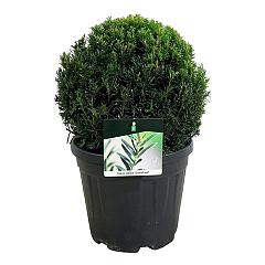 Taxus media 'Groenland'