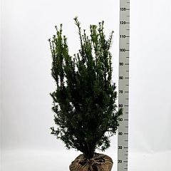 Taxus media 'Hicksii'