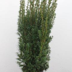 Taxus media 'Hicksii'