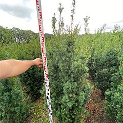 Taxus media 'Hicksii'
