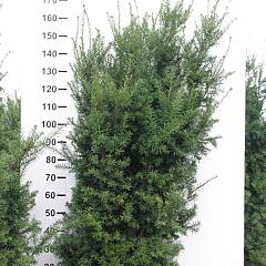 Taxus media 'Hicksii'