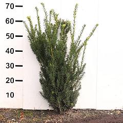 Taxus media 'Hillii'