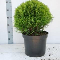 Thuja occ. 'Danica'