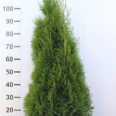 Thuja occ. 'Smaragd'