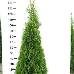 Thuja occ. 'Smaragd'