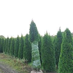 Thuja occ. 'Smaragd'
