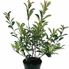 Photinia fraseri 'Red Robin'