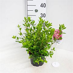 Rhododendron (AJ) 'Blaauw's Pink'