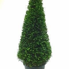 Taxus baccata