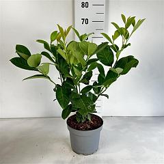 Prunus l. 'Rotundifolia'