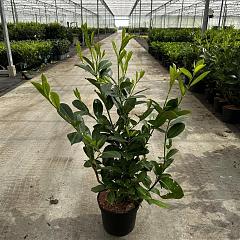 Prunus l. 'Rotundifolia'