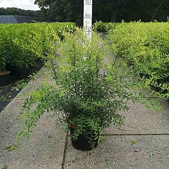 Spiraea cinerea 'Grefsheim'