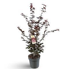 Acer pal. 'Atropurpureum'