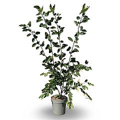 Amelanchier lamarckii