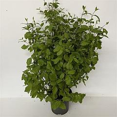 Cornus alba 'Sibirica'