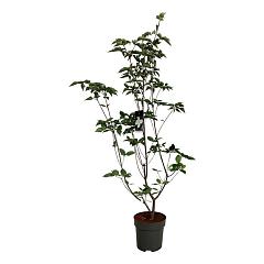 Cornus 'KN-30-8 Venus'(r)