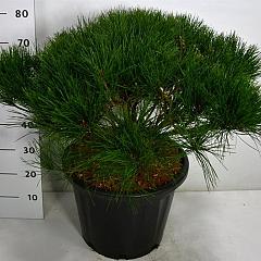 Pinus densiflora 'Alice Verkade'