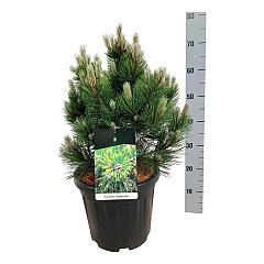 Pinus heldreichii 'Compact Gem'