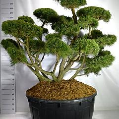 Pinus mugo 'Gnom'