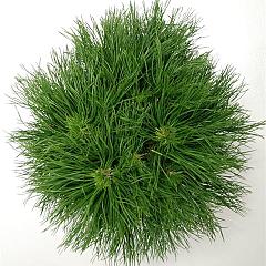 Pinus mugo 'Varella'