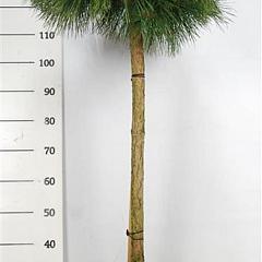 Pinus nigra 'Marie Bregeon' 