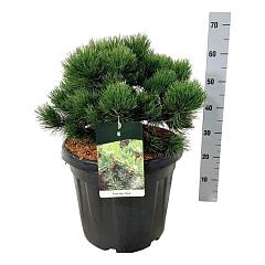 Pinus nigra 'Nana'