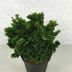 Chamaecyparis o. 'Nana Gracilis'
