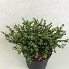 Picea abies 'Nidiformis'