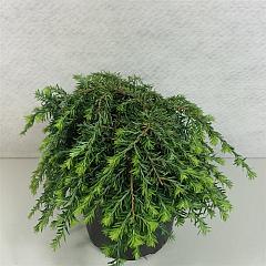 Tsuga can. 'Cole's Prostrate'