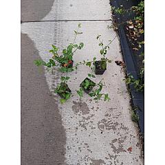 Euonymus fort. 'Hort's Blaze'