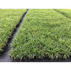 Carex morrowii 'Ice Dance'