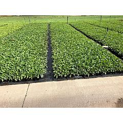 Rudbeckia f. 'Goldsturm'