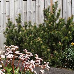 Pinus mugo 'Mughus'