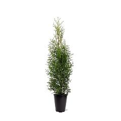 Thuja occ. 'Kobold'