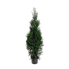 Thuja occ. 'Kobold'