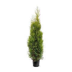 Thuja occ. 'Kobold'