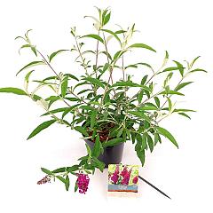 Buddleja d. 'Sugar Plum'