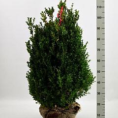 Buxus sempervirens