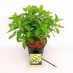 Hydrangea pan. 'Limelight'