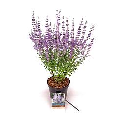 Perovskia atripl. 'Prime Time'