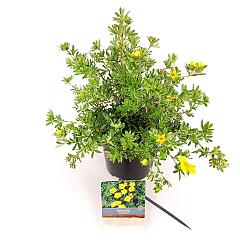 Potentilla f. 'Goldteppich'