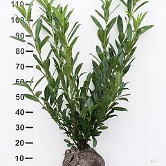 Prunus l. 'Caucasica'