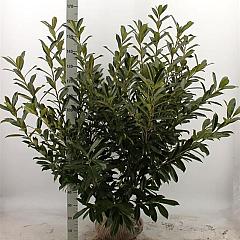 Prunus l. 'Caucasica'