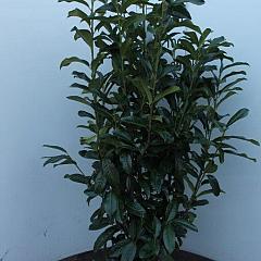 Prunus l. 'Genolia'(R)