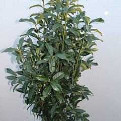 Prunus l. 'Genolia'(R)