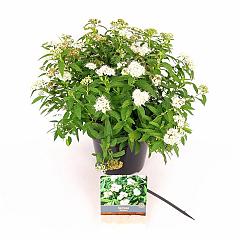 Spiraea japonica 'Albiflora'